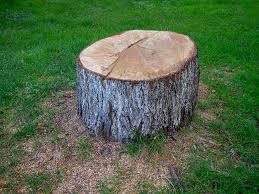 Best Hazardous Tree Removal  in South River, NJ