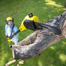 Best Palm Tree Trimming  in South River, NJ