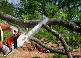 Professional Tree Services in South River, NJ