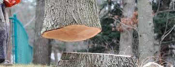 Best Emergency Tree Removal  in South River, NJ