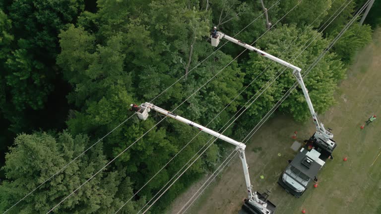 Best Tree Risk Assessment  in South River, NJ