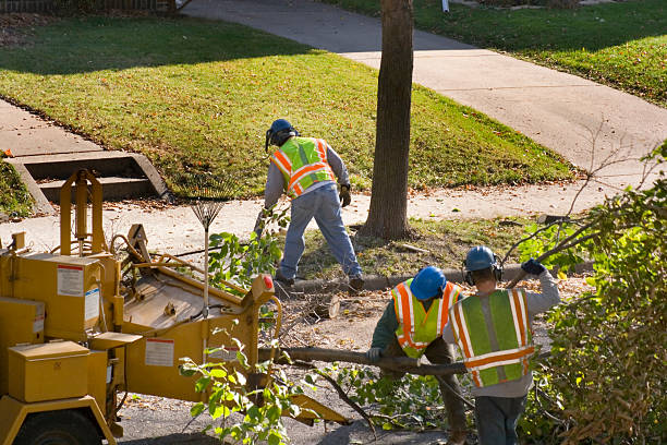 Best Tree and Shrub Care  in South River, NJ