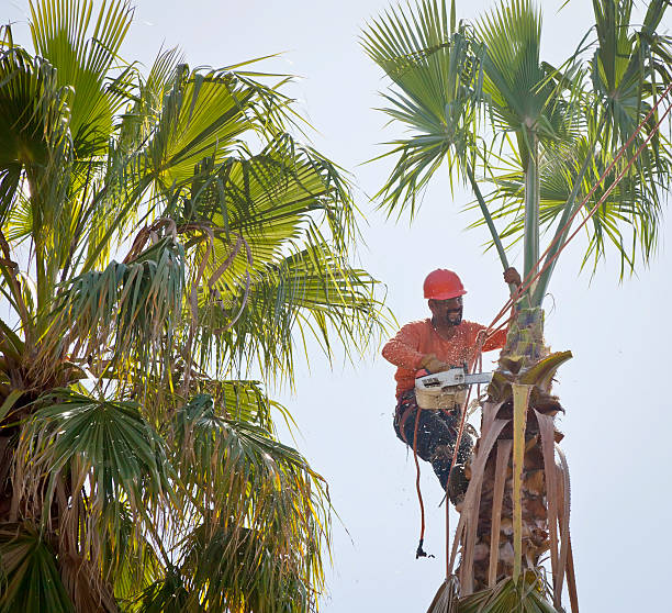 Best Tree Maintenance Programs  in South River, NJ