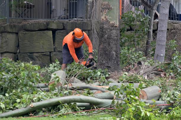 Best Tree Removal  in South River, NJ