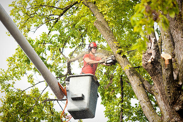 Best Tree Disease Treatment  in South River, NJ