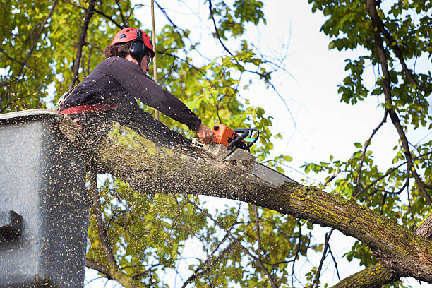 Best Lawn Pest Prevention  in South River, NJ